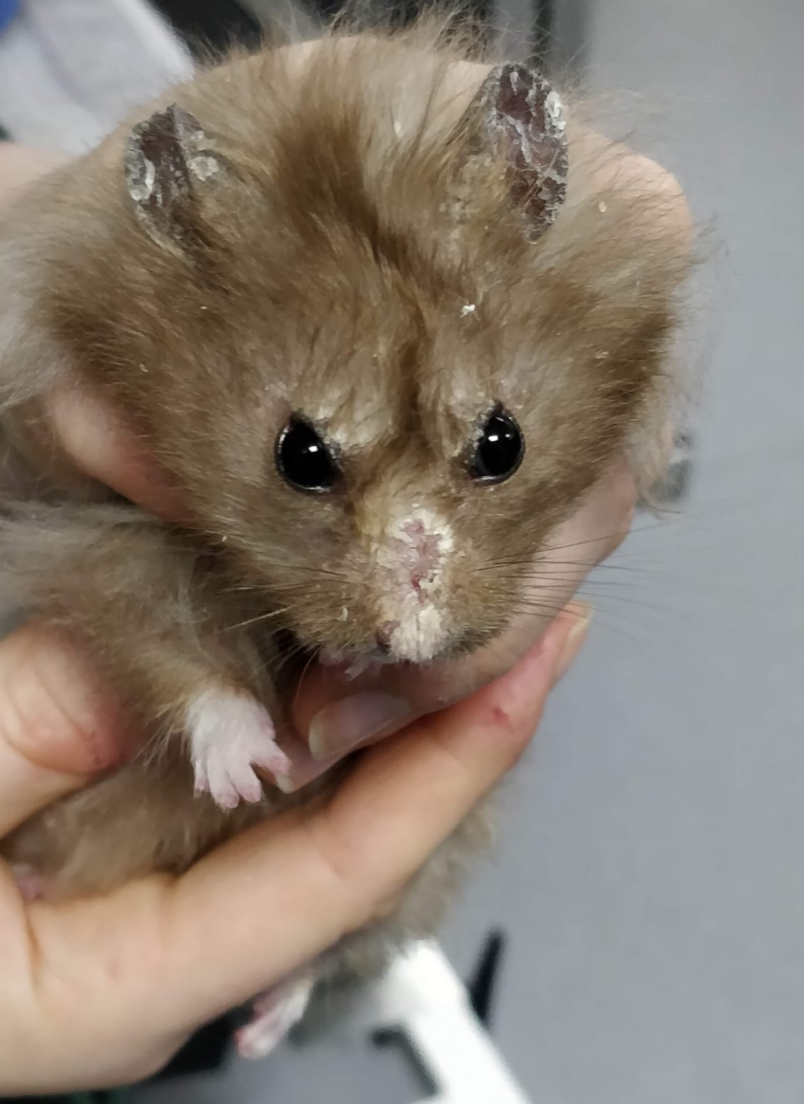 Long haired dwarf sales hamster